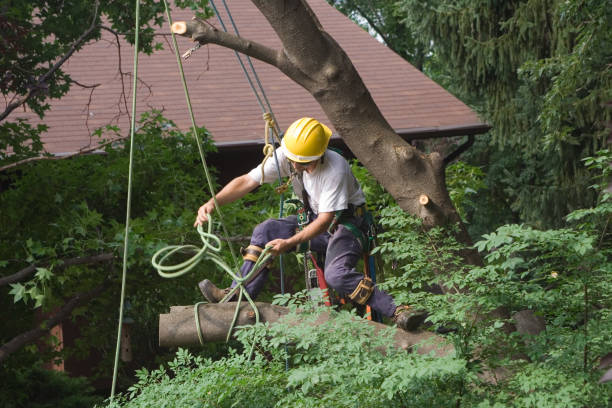 Best Seasonal Cleanup (Spring/Fall)  in Scow Mills, MO