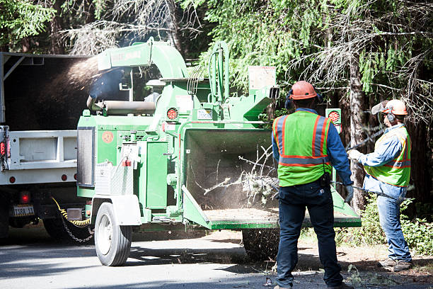 Best Tree Risk Assessment  in Scow Mills, MO