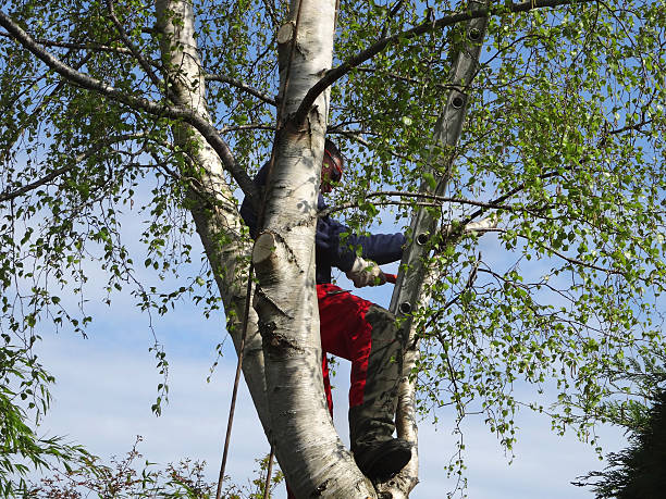 Best Tree Removal  in Scow Mills, MO